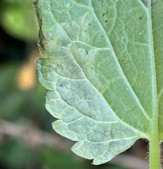 Amauromyza labiatarum