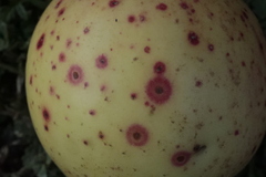 Quadraspidiotus perniciosus