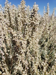 Artemisia filifolia