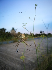Argiope lobata