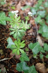 Galium odoratum