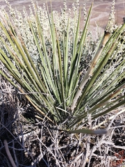 Yucca angustissima