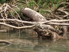 Caiman crocodilus