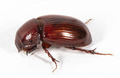 Aphodiini