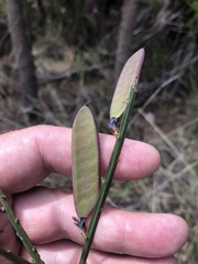Bossiaea scolopendria