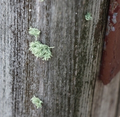 Ramalina americana