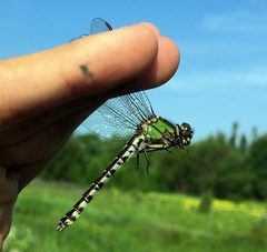 Ophiogomphus colubrinus