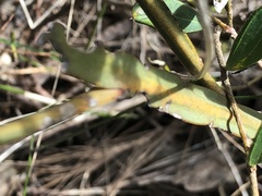 Bossiaea scolopendria