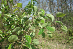Pyrus communis pyraster