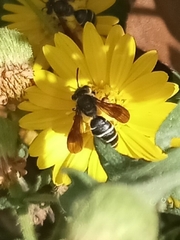 Andrena fulvipennis