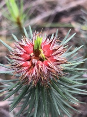 Pultenaea stipularis