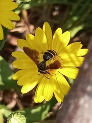 Andrena fulvipennis