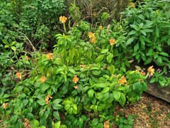 Crossandra infundibuliformis