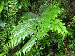Angiopteris lygodiifolia