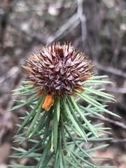 Pultenaea stipularis