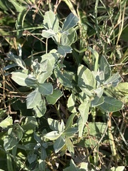 Ambrosia cheiranthifolia
