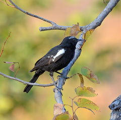 Myrmecocichla arnotti