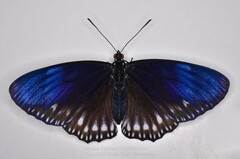 Euripus nyctelius