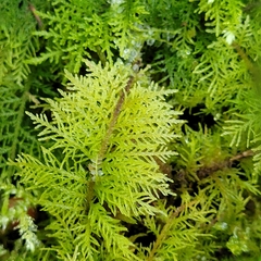 Thuidium tamariscinum