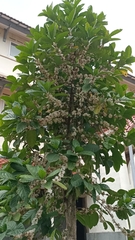 Coffea canephora