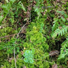Thuidium tamariscinum