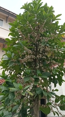 Coffea canephora