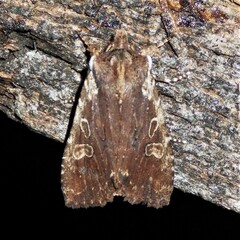 Lithophane oriunda