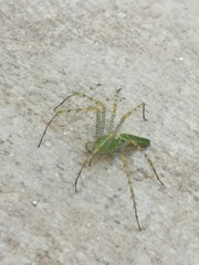 Peucetia formosensis