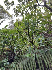 Wikstroemia oahuensis