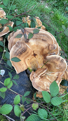 Bondarzewia berkeleyi