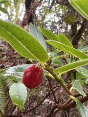 Wikstroemia oahuensis
