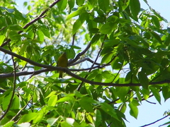 Euphonia violacea