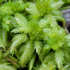 Sphagnum