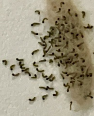 Plodia interpunctella