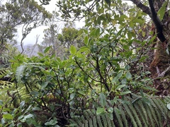 Wikstroemia oahuensis