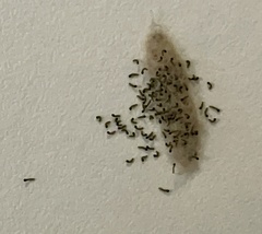 Plodia interpunctella