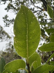 Wikstroemia oahuensis