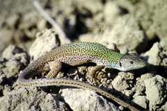 Lacerta pamphylica