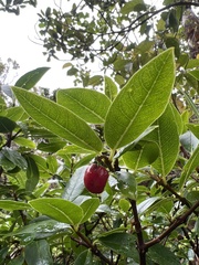Wikstroemia oahuensis