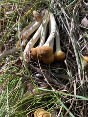 Armillaria mellea
