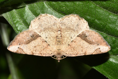 Chiasmia brongusaria