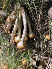 Armillaria mellea