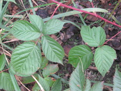Rubus polonicus