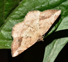 Chiasmia brongusaria