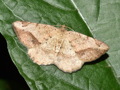 Chiasmia brongusaria