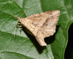 Chiasmia brongusaria