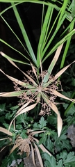 Cyperus alternifolius