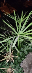 Cyperus alternifolius