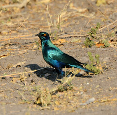 Lamprotornis chalybaeus