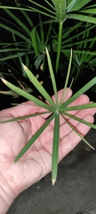 Cyperus alternifolius
